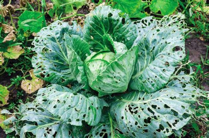 What kind of bugs eat cabbage plants