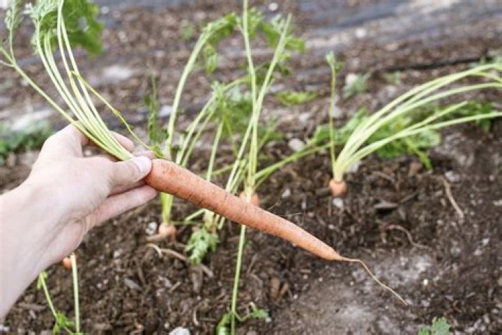 What month should I plant carrots