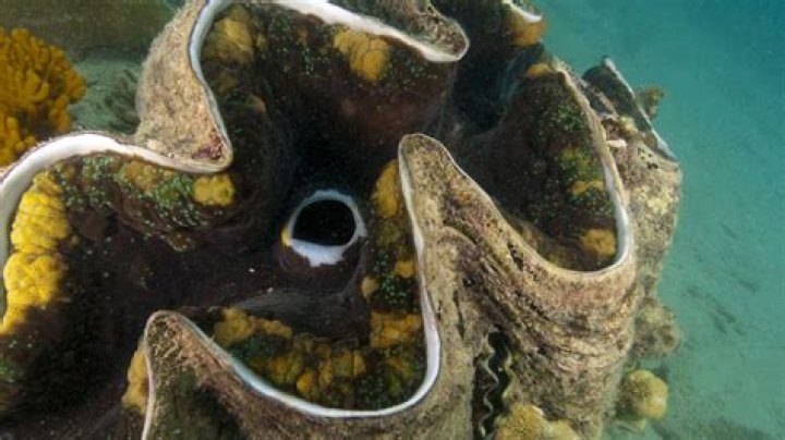 Where are giant clam shells found