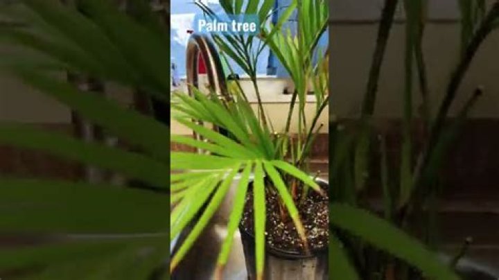 Which palm trees stay short