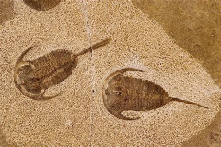 Why are trilobites arthropods