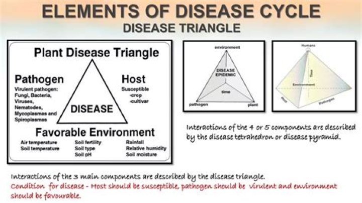 Why is disease triangle important