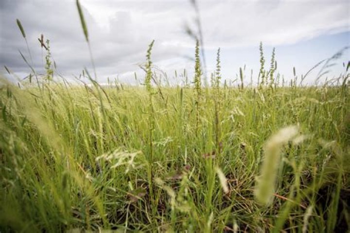 Will teff grass reseed itself